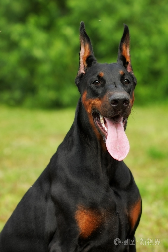 纯种杜宾犬的肖像