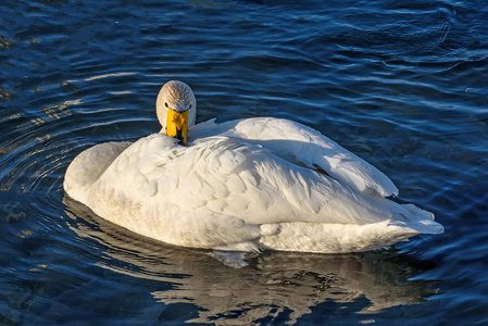 天鹅湖冬季鸟类特写图片