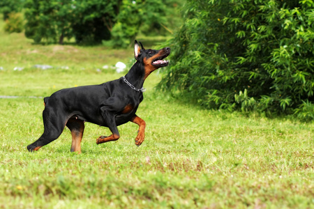 狗只杜宾犬运行疾驰