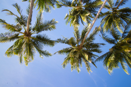 棕榈在蓝蓝的天空
