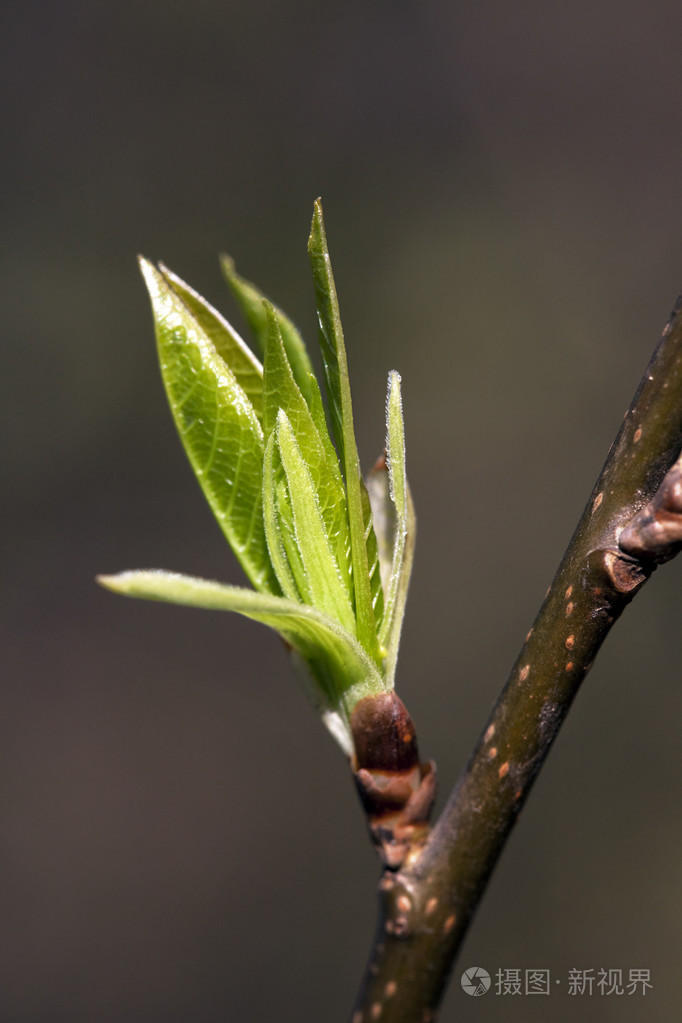 新鲜春天树叶