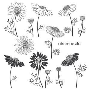 chamomiles 花集