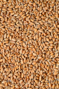 未煮熟的小麦籽粒