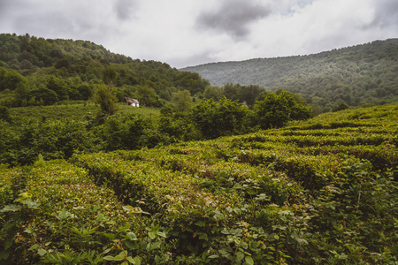 Solokhaul大索契茶园