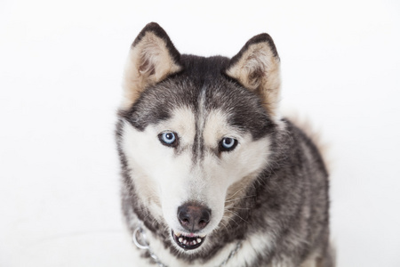 西伯利亚雪橇犬在工作室