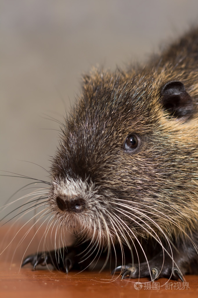 黑色的海狸鼠海狸鼠