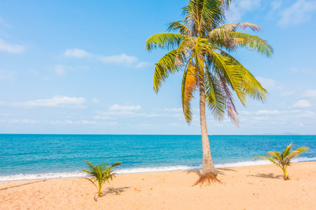 椰子树海滩上