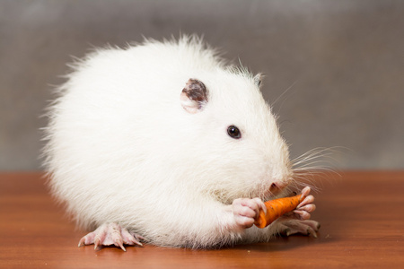 海狸吃白色的海狸鼠吃胡萝卜照片