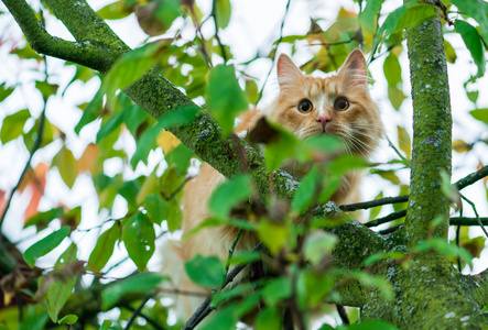 回家只毛绒绒的猫坐在一棵树在绿色的树叶，浅 dep