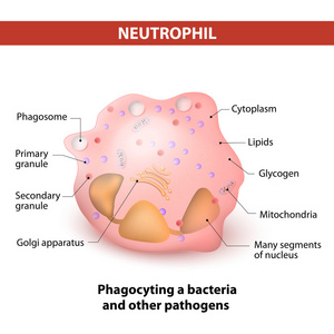 中性粒细胞。淋巴细胞结构和特点