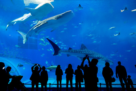 在水族馆的人和巨头鲸鲨