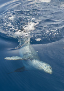 游泳在船边的豹形海豹