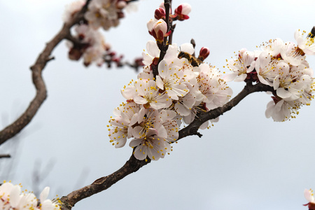 园里盛开的野杏..春天开花的树。杏花授粉..