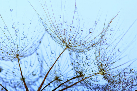 蒲公英花背景