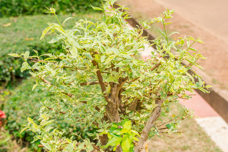 绿色植物软的焦点, 图片有用作为背景