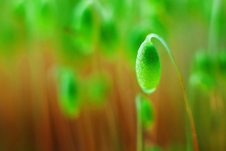 一个绿色的花苔特写