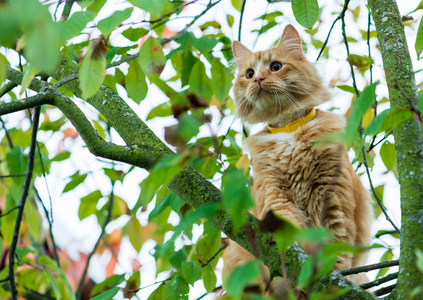 回家只毛绒绒的猫坐在一棵树在绿色的树叶，浅 dep