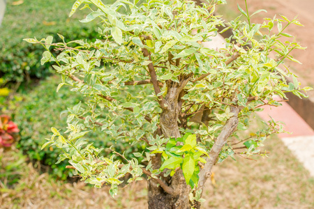 绿色植物软的焦点, 图片有用作为背景