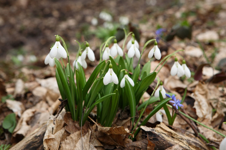 在森林里美丽的雪莲花照片