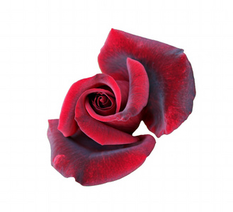 深红色的玫瑰花卉