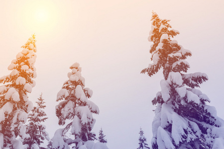 美丽的冬天风景与雪覆盖的树木