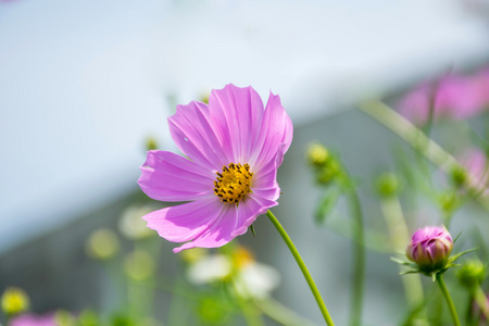 波斯菊花海盛开