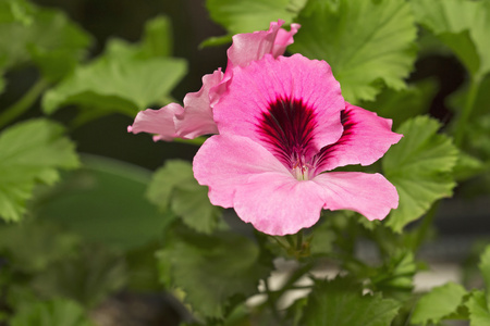 粉红的 pelargonium 花