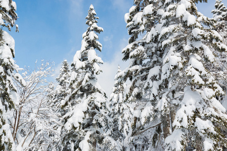 美丽的冬天景观与雪覆盖树木，降雪