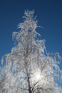 蓝天的冰树