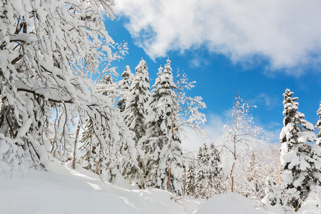 美丽的冬天景观与雪覆盖树木，降雪