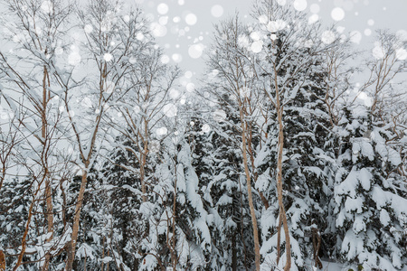 美丽的冬天风景与雪覆盖的树木