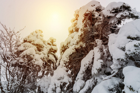 美丽的冬天风景与雪覆盖的树木图片