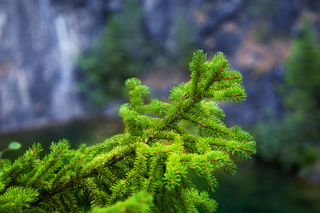 用针杉树的树枝上前景