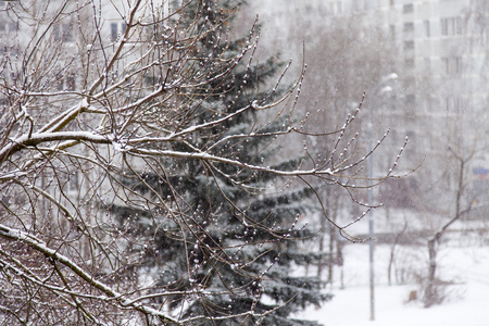 树枝上覆盖着雪与城市建筑。冬季景观