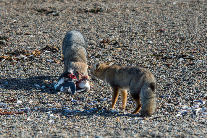 在海滩上吃企鹅的灰色狐狸