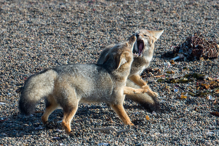 在海滩上吃企鹅的灰色狐狸