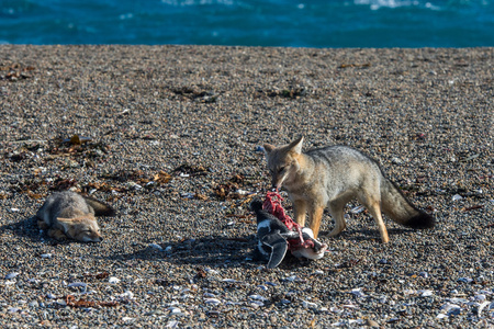 在海滩上吃企鹅的灰色狐狸