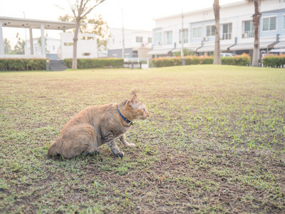 猫在庭院在村庄