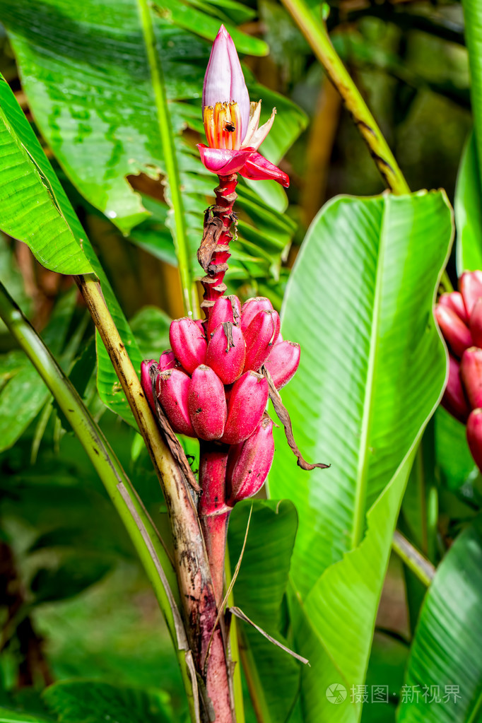 红色的香蕉树在热带的雨林