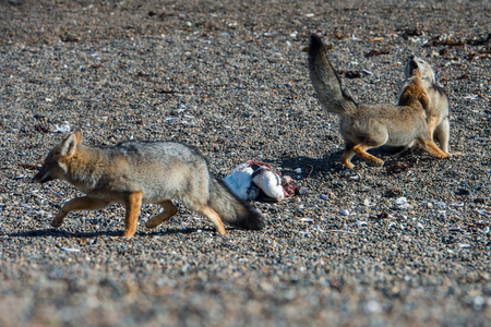 在海滩上吃企鹅的灰色狐狸