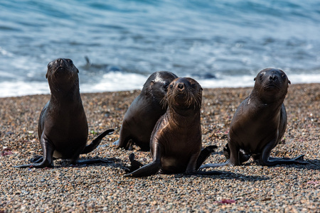 初生太阳在海滩上的婴儿新生儿海狮照片