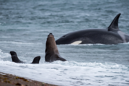 虎鲸攻击一只海豹在海滩上照片