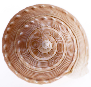 白色的背景下，一个孤立的海洋蜗牛贝壳关闭