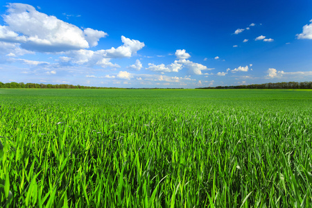 绿色农业麦田和蓝蓝的天空