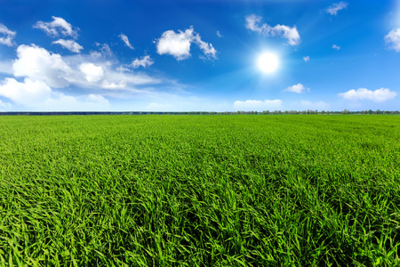 绿色农业麦田和蓝蓝的天空照片