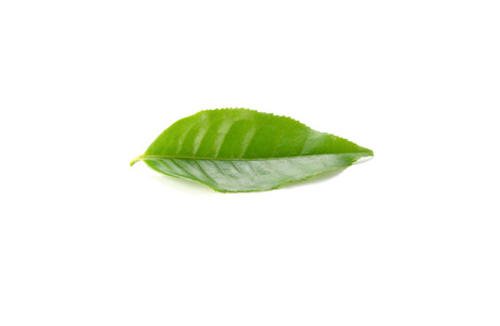 上的绿茶叶绿色的树叶在白色背景上孤立桃果子在树枝上,叶子在蓝天上