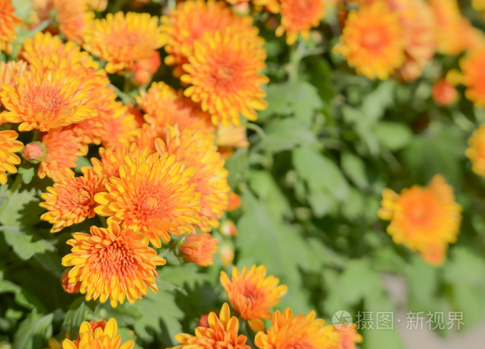 橙色菊花, 模糊背景