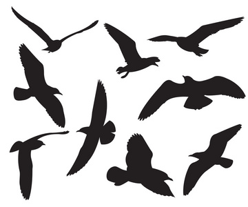 白色背景上的海鸥设置剪影照片