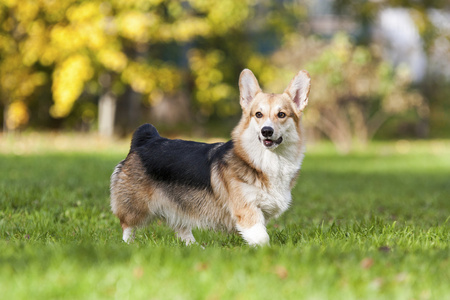 彭布罗克威尔士科基犬