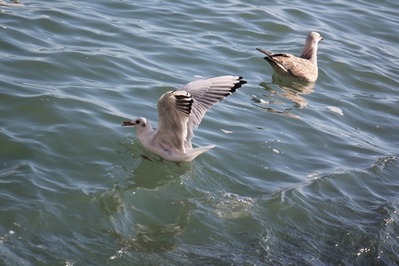 海鸥海鸟图片